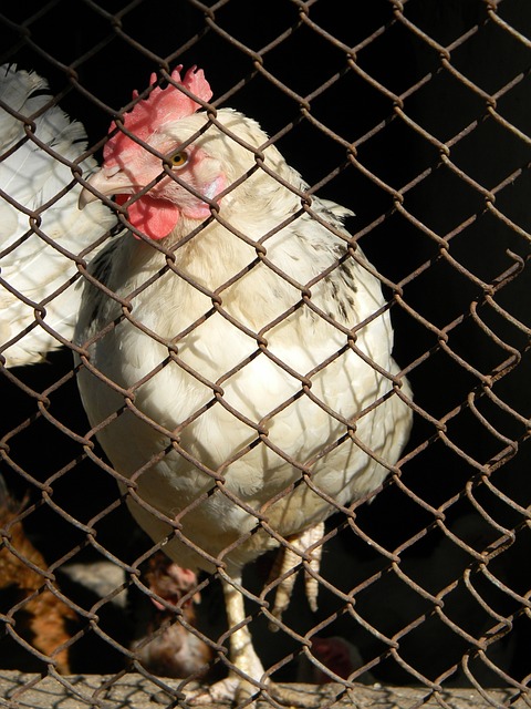 上进攻无疑 上进攻无疑